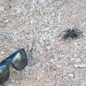 Meet your Posher, Hunter and monica